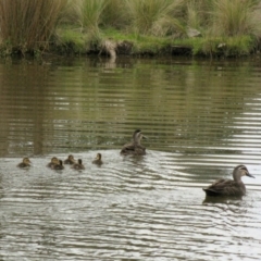 Anas superciliosa (Pacific Black Duck) at Paddys River, ACT - 20 Oct 2016 by RodDeb