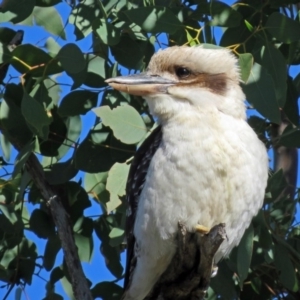 Dacelo novaeguineae at Tharwa, ACT - 21 Jun 2017