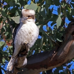 Dacelo novaeguineae at Tharwa, ACT - 21 Jun 2017