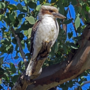 Dacelo novaeguineae at Tharwa, ACT - 21 Jun 2017