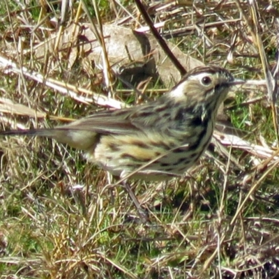 Pyrrholaemus sagittatus (Speckled Warbler) at Paddys River, ACT - 6 Jul 2017 by RodDeb