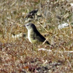 Acanthiza chrysorrhoa at Paddys River, ACT - 6 Jul 2017