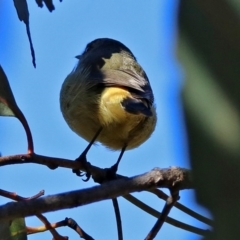 Acanthiza chrysorrhoa at Paddys River, ACT - 6 Jul 2017