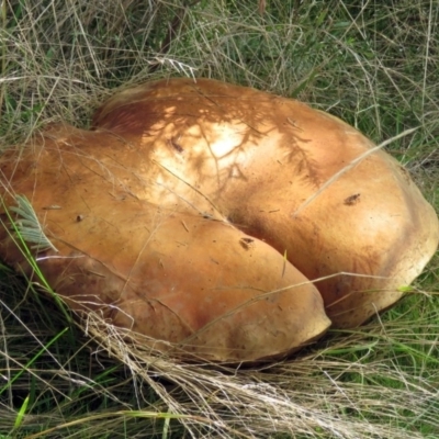 Phlebopus marginatus (Giant Bolete) at Tidbinbilla Nature Reserve - 5 May 2017 by RodDeb