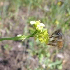 Apis mellifera (European honey bee) at Reid, ACT - 29 Nov 2017 by JanetRussell