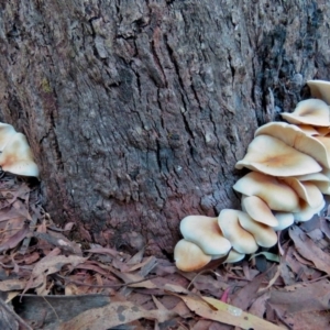 Omphalotus nidiformis at Paddys River, ACT - 7 Apr 2017