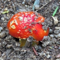 Amanita muscaria (Fly Agaric) at Tidbinbilla Nature Reserve - 5 May 2017 by RodDeb