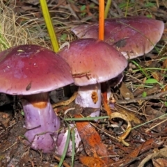 Cortinarius archeri s.l. (Emperor Cortinar) at Paddys River, ACT - 28 Apr 2017 by RodDeb