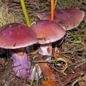 Cortinarius archeri s.l. at Paddys River, ACT - 28 Apr 2017 04:22 PM