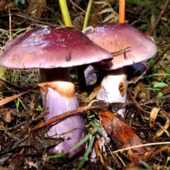 Cortinarius archeri s.l. at Paddys River, ACT - 28 Apr 2017 04:22 PM