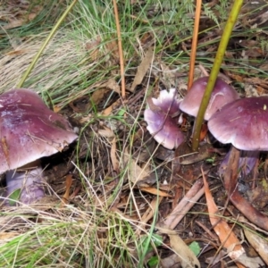 Cortinarius archeri s.l. at Paddys River, ACT - 28 Apr 2017 04:22 PM