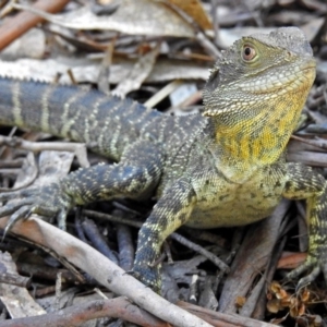 Intellagama lesueurii howittii at Paddys River, ACT - 22 Nov 2017