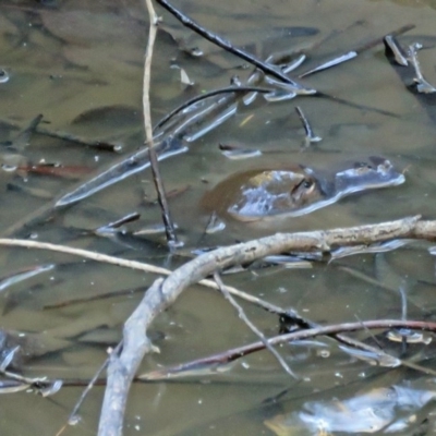 Ornithorhynchus anatinus (Platypus) at Tidbinbilla Nature Reserve - 31 Mar 2017 by RodDeb