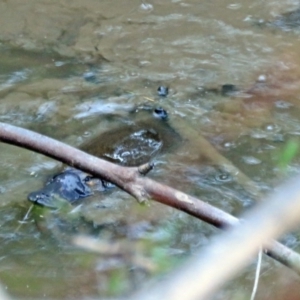 Ornithorhynchus anatinus at Paddys River, ACT - 31 Mar 2017
