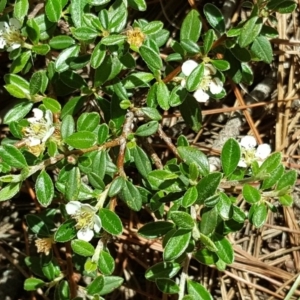 Cotoneaster rotundifolius at Isaacs, ACT - 29 Nov 2017 12:26 PM