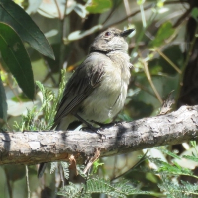 Gerygone fusca (Western Gerygone) at Paddys River, ACT - 5 Jan 2017 by RodDeb