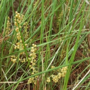 Lomandra filiformis subsp. coriacea at Isaacs, ACT - 26 Nov 2017 05:16 PM