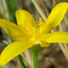 Hypoxis hygrometrica var. villosisepala (Golden Weather-grass) at Isaacs, ACT - 26 Nov 2017 by Mike