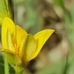 Hypoxis hygrometrica var. villosisepala at Isaacs, ACT - 26 Nov 2017 05:41 PM