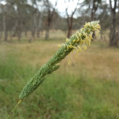 Phalaris aquatica (Phalaris, Australian Canary Grass) at Jerrabomberra, ACT - 26 Nov 2017 by Mike