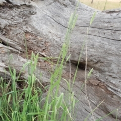 Phalaris aquatica at Jerrabomberra, ACT - 26 Nov 2017