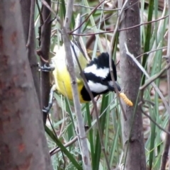 Falcunculus frontatus (Eastern Shrike-tit) at Paddys River, ACT - 1 Sep 2016 by RodDeb