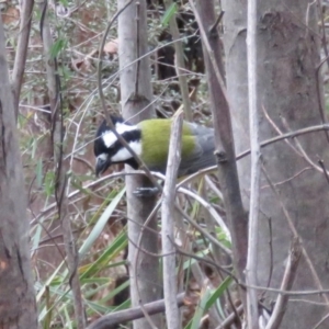 Falcunculus frontatus at Paddys River, ACT - 1 Sep 2016