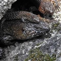 Egernia cunninghami (Cunningham's Skink) at Tidbinbilla Nature Reserve - 21 Sep 2017 by RodDeb