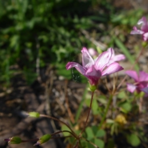 Oxalis articulata at Reid, ACT - 29 Nov 2017 04:53 PM