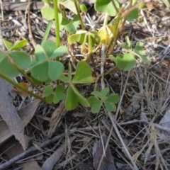 Oxalis articulata at Reid, ACT - 29 Nov 2017 04:53 PM