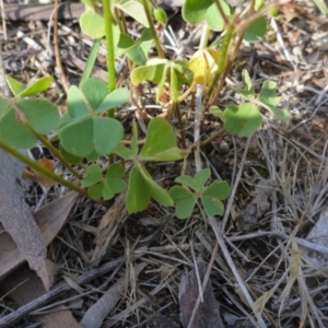 Oxalis articulata at Reid, ACT - 29 Nov 2017 04:53 PM