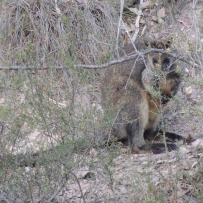 Wallabia bicolor (Swamp Wallaby) at Conder, ACT - 4 Nov 2017 by MichaelBedingfield