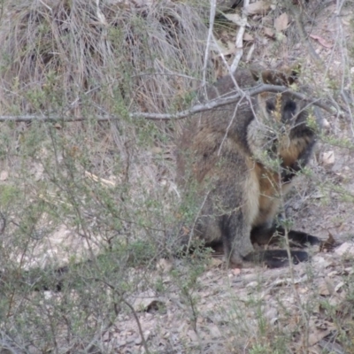 Wallabia bicolor (Swamp Wallaby) at Rob Roy Range - 4 Nov 2017 by michaelb