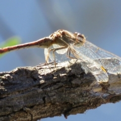 Diplacodes sp. (genus) (Percher) at Paddys River, ACT - 31 Dec 2016 by RodDeb