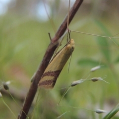 Coeranica isabella (A Concealer moth) at Rob Roy Range - 4 Nov 2017 by michaelb