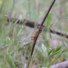 Coeranica isabella at Conder, ACT - 4 Nov 2017