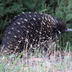 Tachyglossus aculeatus (Short-beaked Echidna) at Paddys River, ACT - 22 Jan 2017 by RodDeb