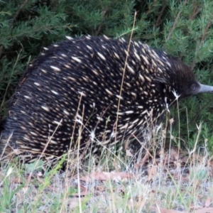 Tachyglossus aculeatus at Paddys River, ACT - 22 Jan 2017 12:00 AM