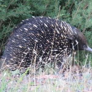 Tachyglossus aculeatus at Paddys River, ACT - 22 Jan 2017 12:00 AM