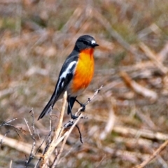 Petroica phoenicea (Flame Robin) at Tidbinbilla Nature Reserve - 7 Sep 2017 by RodDeb