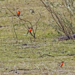 Petroica phoenicea at Paddys River, ACT - 7 Sep 2017