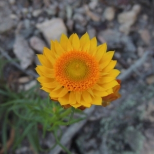 Xerochrysum viscosum at Conder, ACT - 4 Nov 2017