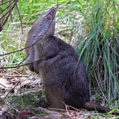 Potorous tridactylus (Long-nosed Potoroo) at Tidbinbilla Nature Reserve - 17 Oct 2017 by RodDeb