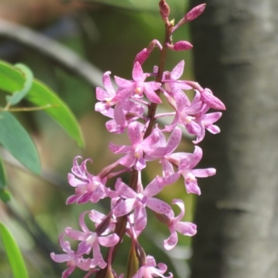 Dipodium roseum (Rosy Hyacinth Orchid) at Paddys River, ACT - 6 Jan 2017 by RodDeb