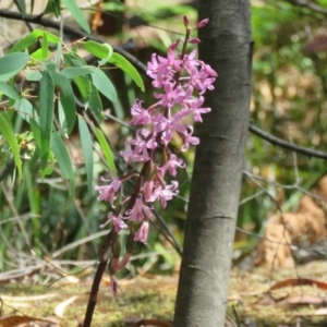 Dipodium roseum at Paddys River, ACT - suppressed