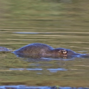 Ornithorhynchus anatinus at Paddys River, ACT - 28 Jul 2017