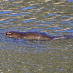 Ornithorhynchus anatinus at Paddys River, ACT - 28 Jul 2017 02:34 PM