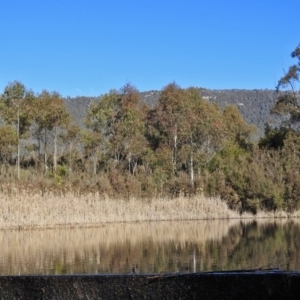 Ornithorhynchus anatinus at Paddys River, ACT - 28 Jul 2017