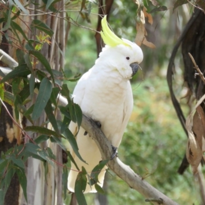 Cacatua galerita (Sulphur-crested Cockatoo) at Tidbinbilla Nature Reserve - 21 Oct 2016 by RodDeb