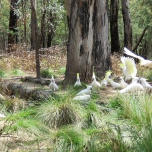 Cacatua galerita at Paddys River, ACT - 21 Oct 2016